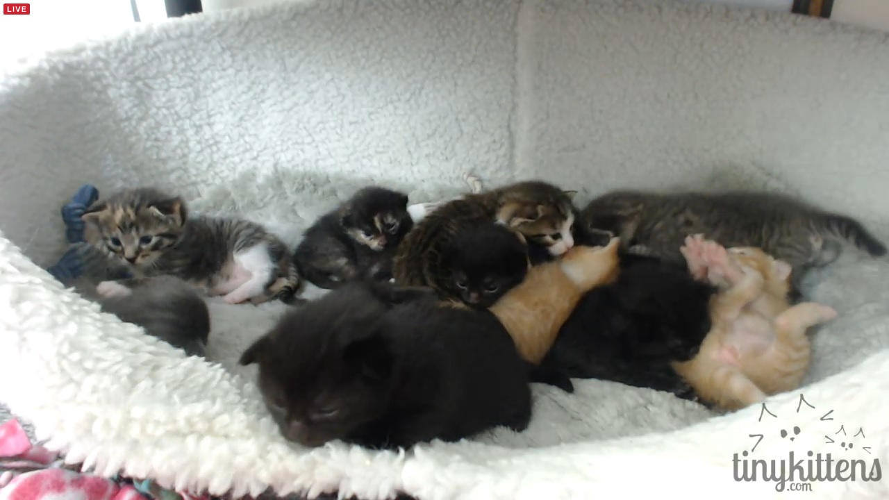 12 pudgy kittens 2