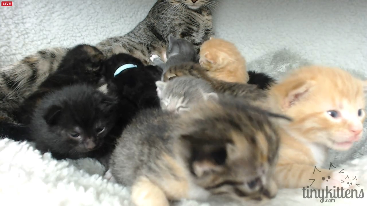 12 pudgy kittens