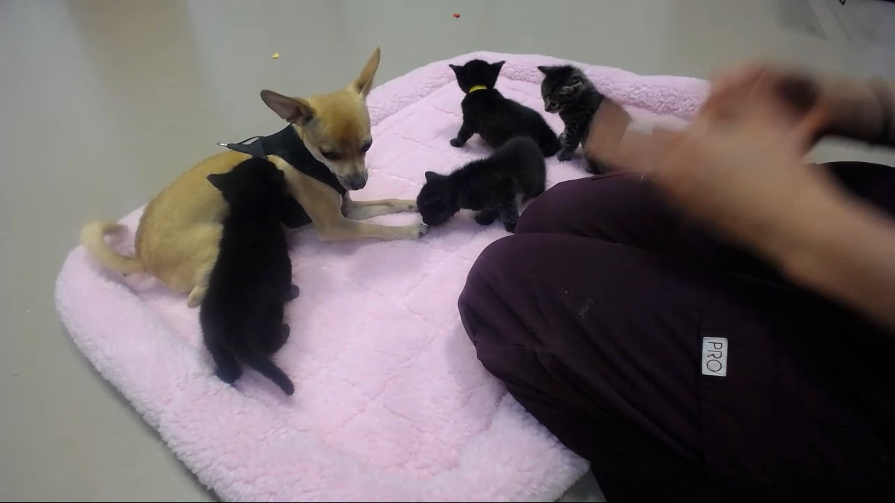 Rose's kittens meet Kayla's chihuahua Jasper 2015-08-25
