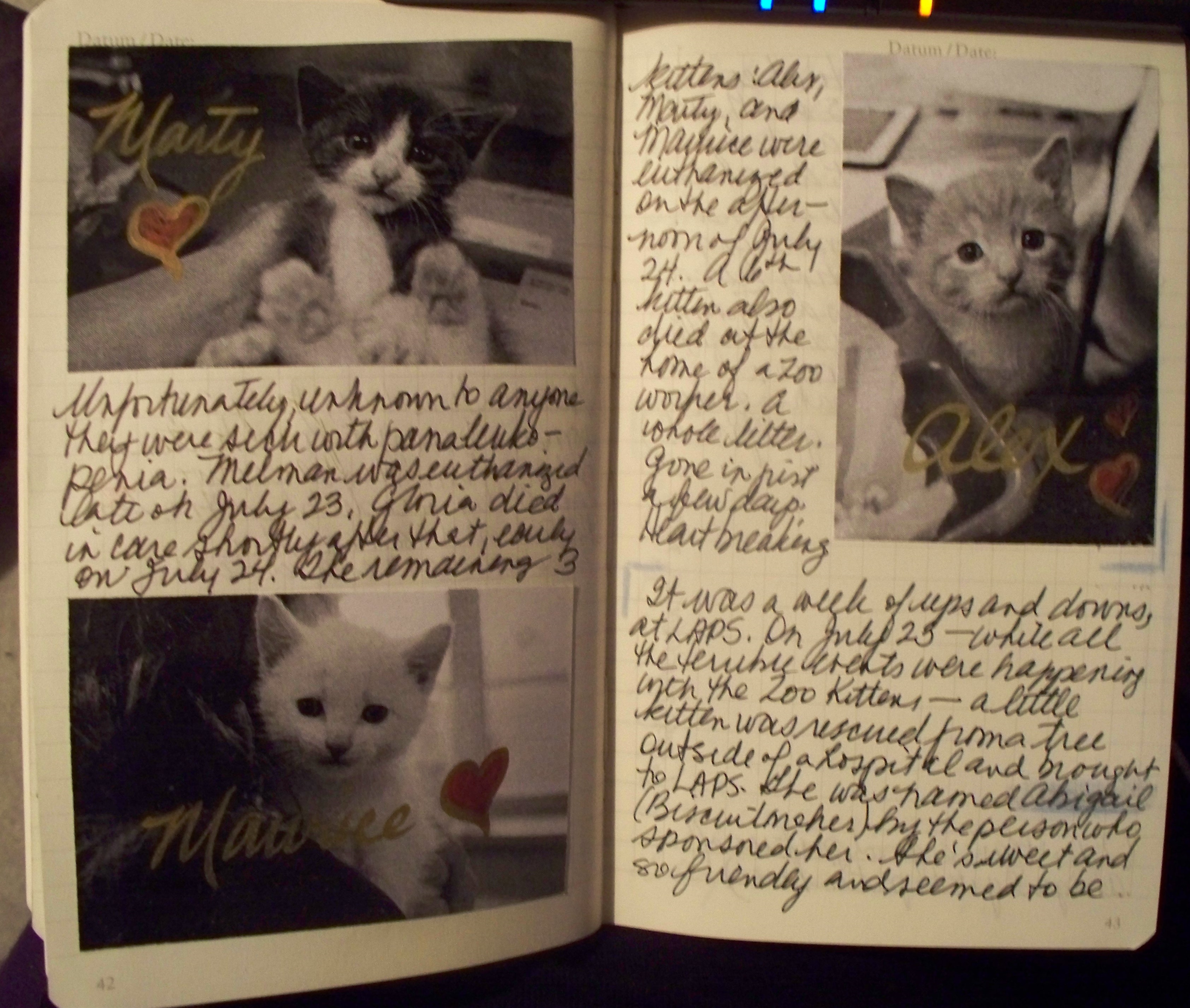 zoo kitten journal