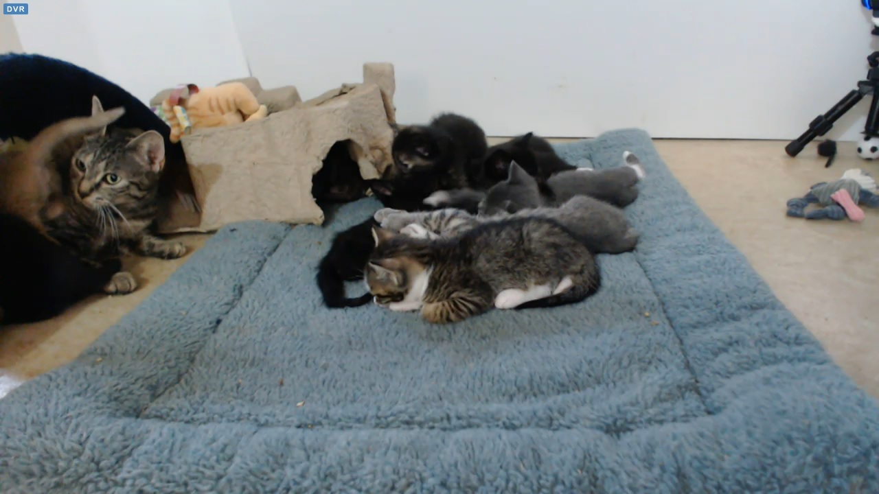 VIP cam view before Shelly's 08:30 visit 2015-09-08