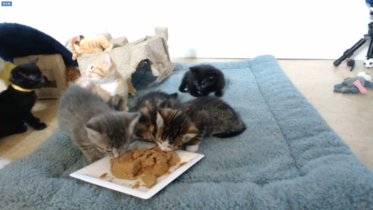 VIP view of kittens eating during Shelly's 08:30 visit 2015-09-08