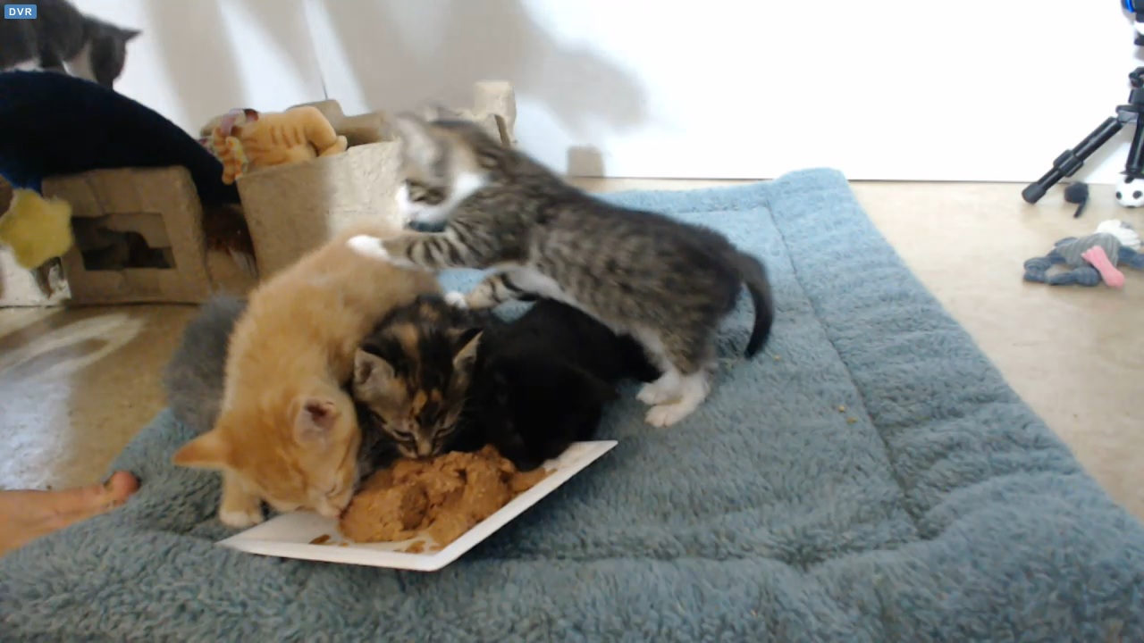 VIP cam view of kittens eating during Shelly's 08:30 visit 2015-09-08