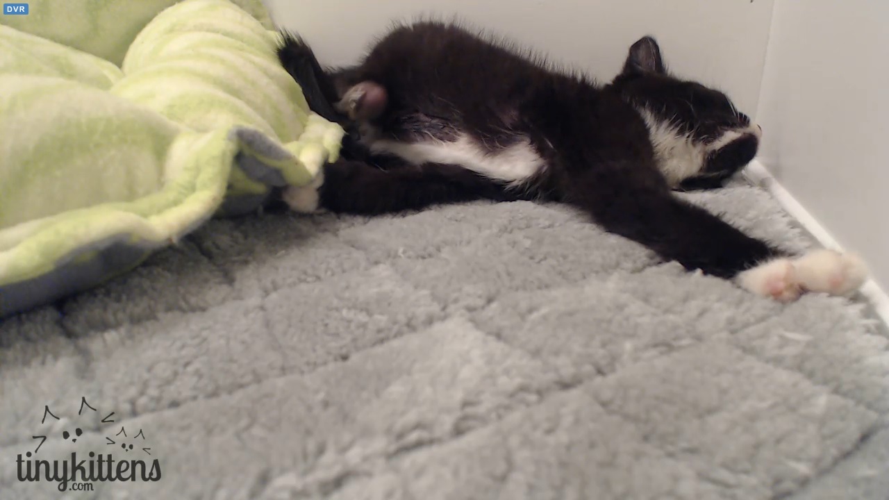 Cassidy stretches while sleeping, no bandages 18:00 2015-09-20