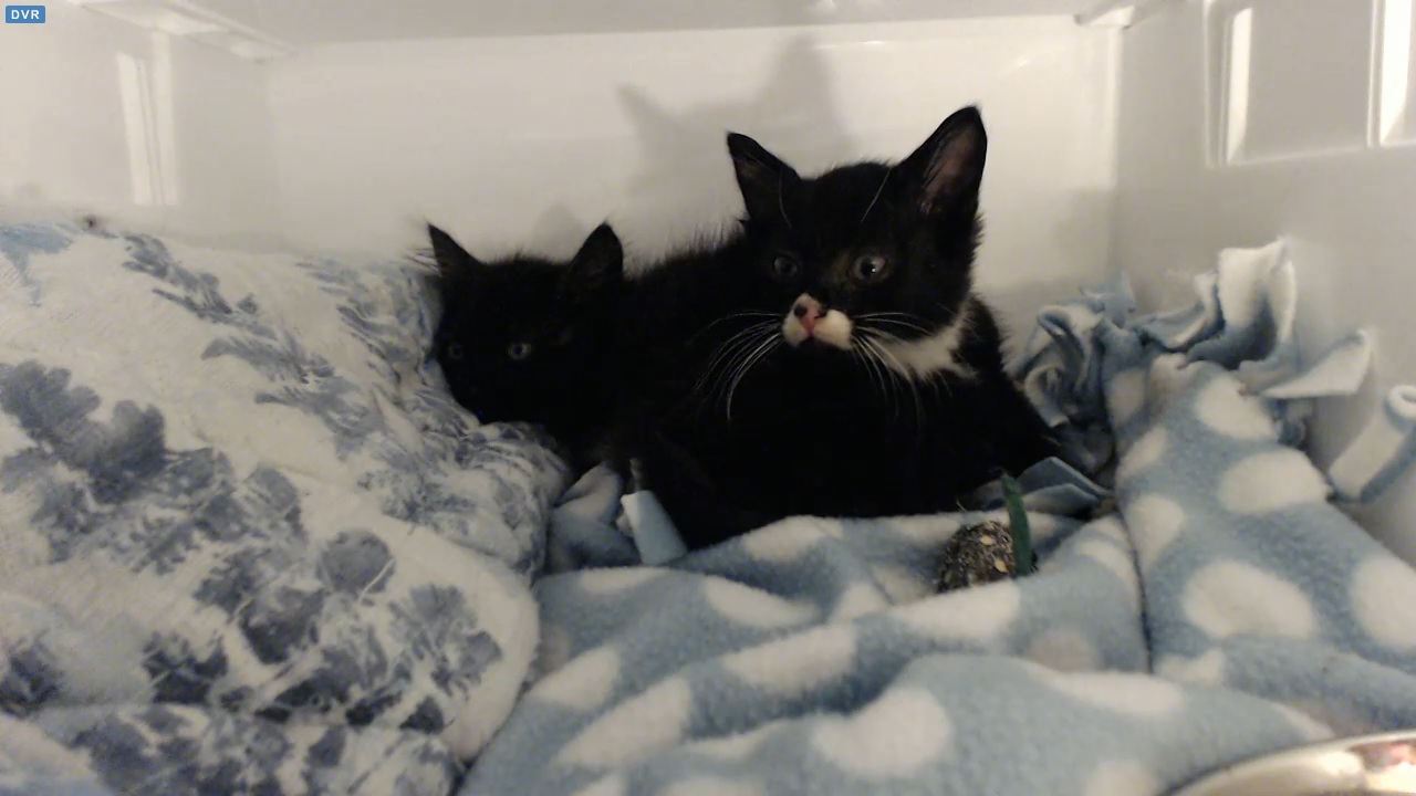 Cassidy and Topper 2015-09-05 21:30 PDT