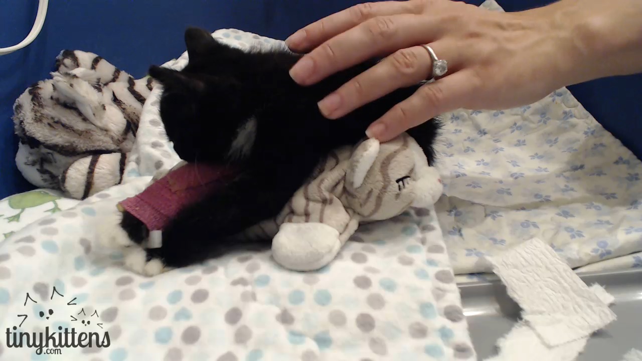 Frank the Comfort Kitten helps Cassidy poop 2015-09-08