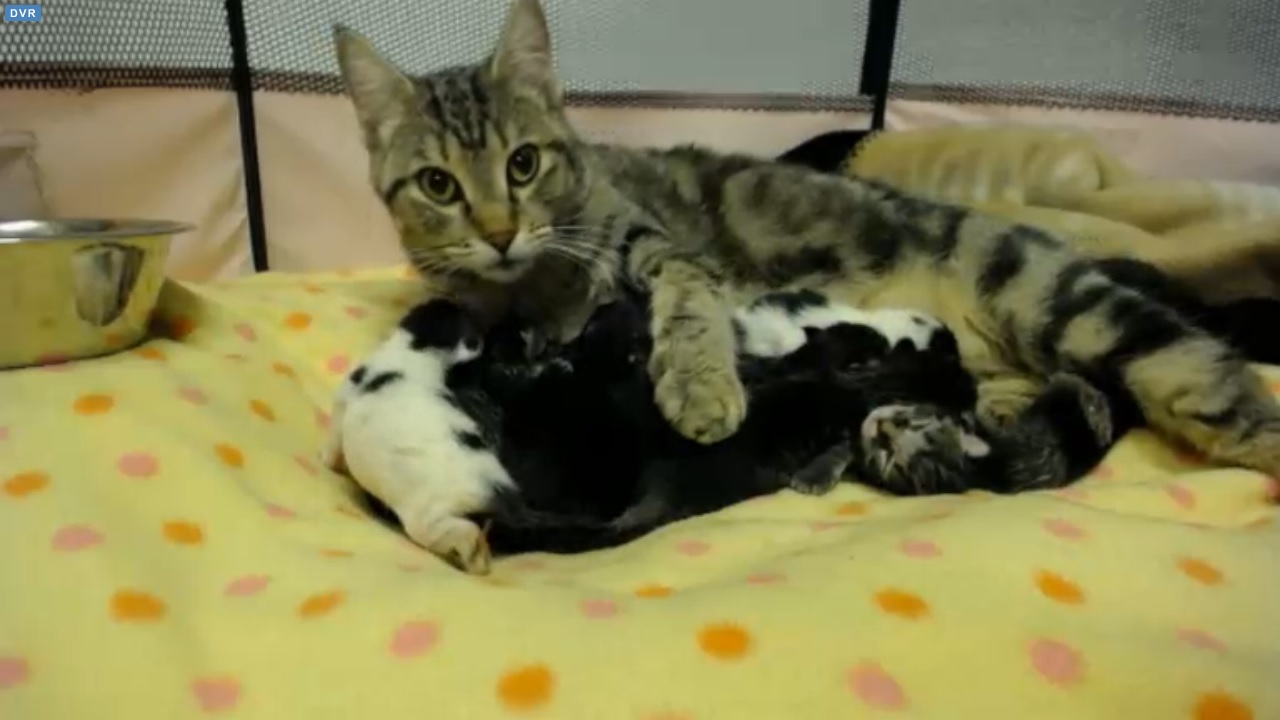 The Great Catsby Litter at 04:00 PDT 2015-09-17
