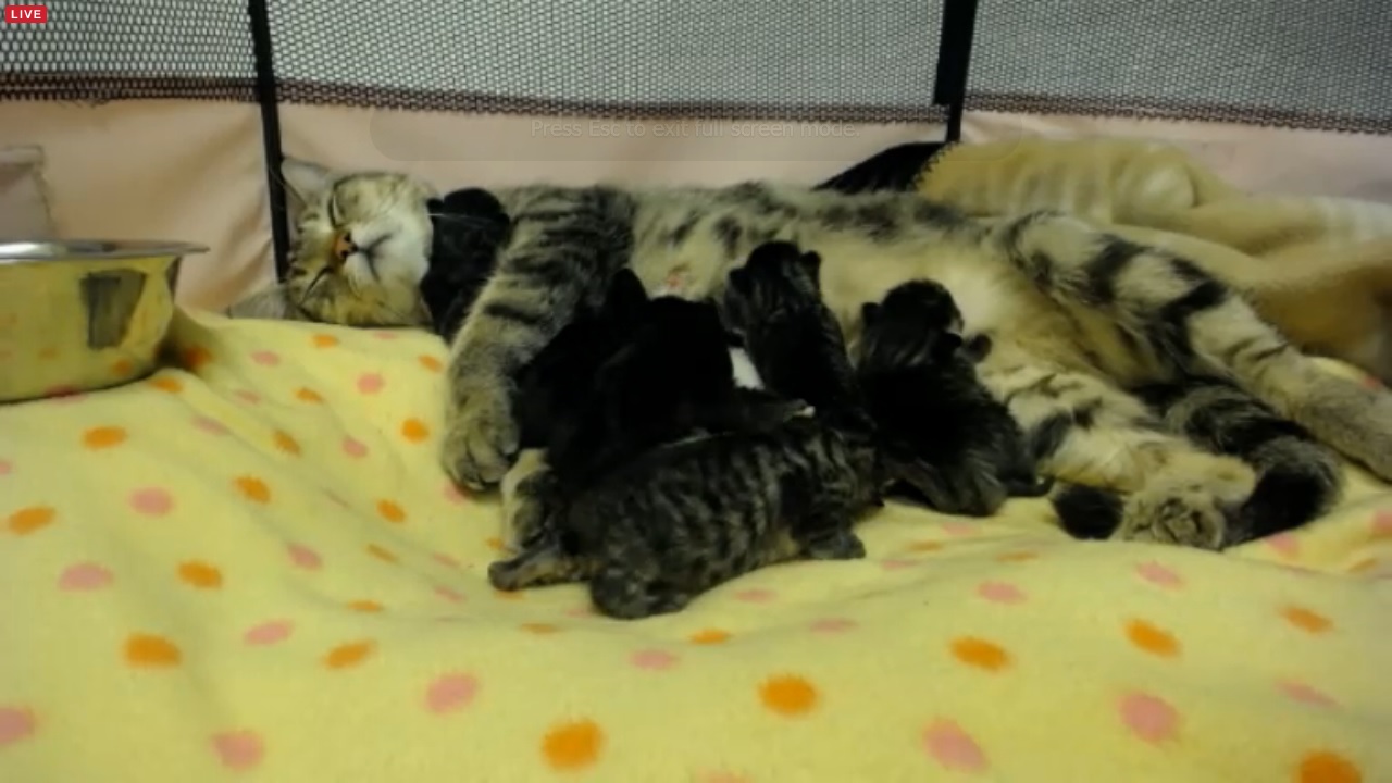 The Great Catsby Litter at 04:00 PDT 2015-09-17