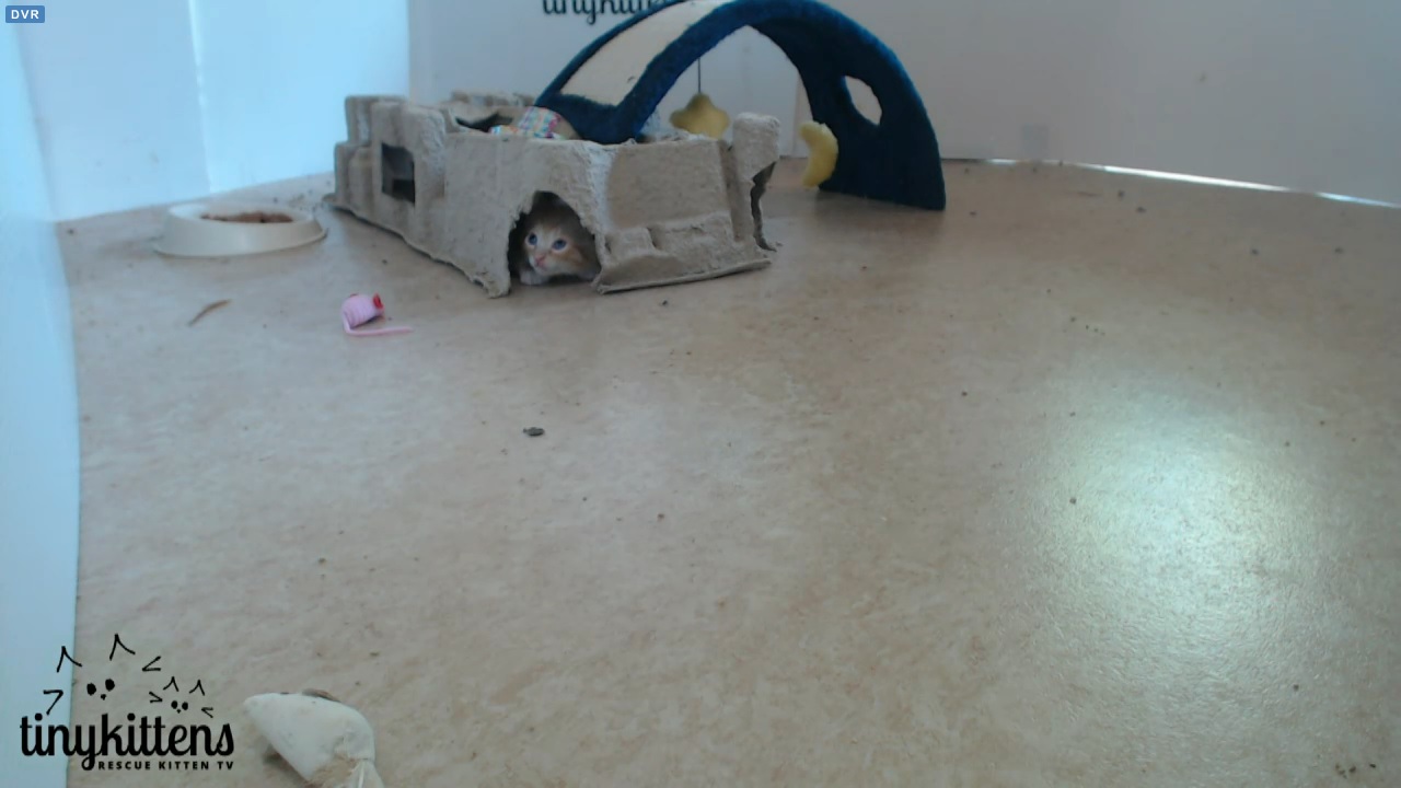 The kittens are not sure about all these new people 14:00 PDT 2015-09-12