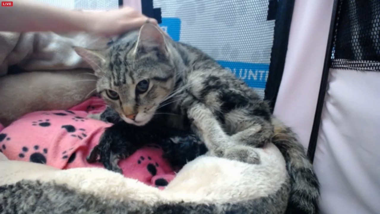 Pregnant mama cat in labour at LAPS early afternoon 2015-09-16