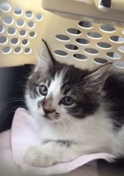 Foster Mom Jules' new foster kitten, Sullivan 2015-09-20
