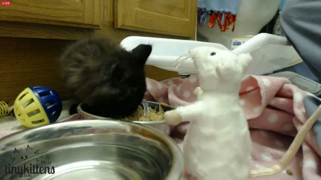 Topper eats some snacks with mouse friend 2015-09-07
