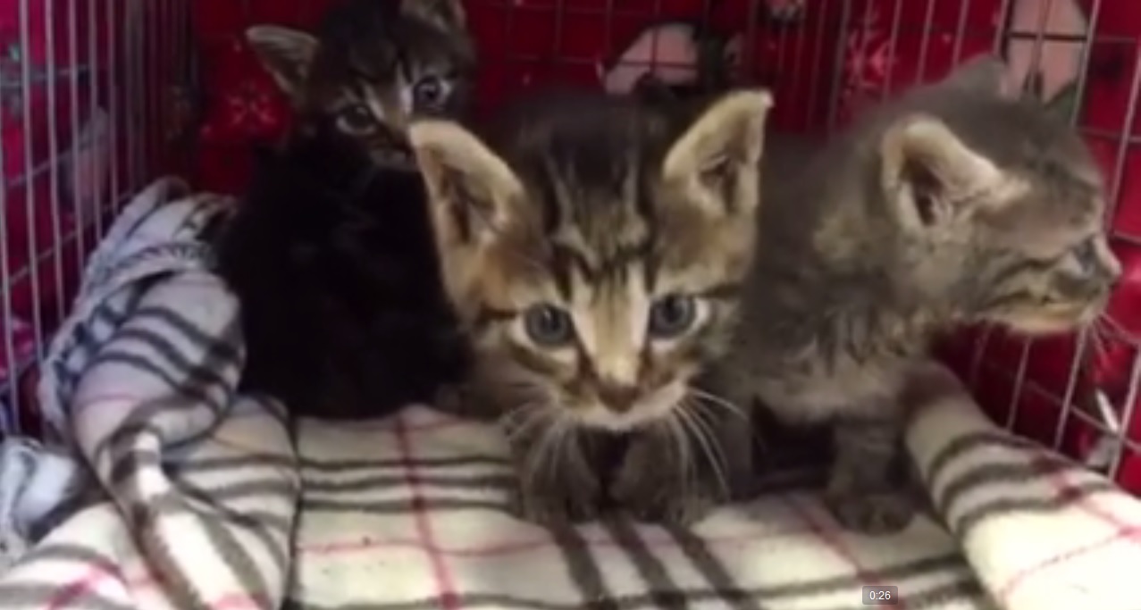 Four new feral kittens brought in to LAPS around 15:00 2015-10-08
