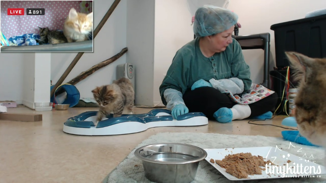 Lorie with ringworm kittens 2015-12-06