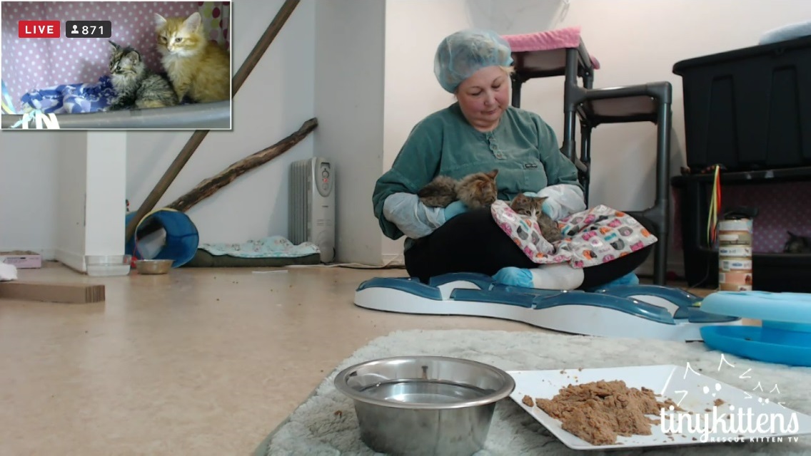 Lorie with ringworm kittens 2015-12-06