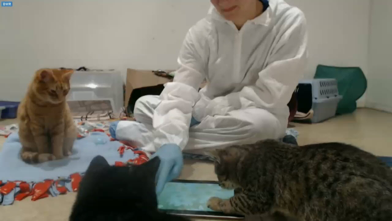 Shelly and VIP kittens playing with iPad 2015-12-27
