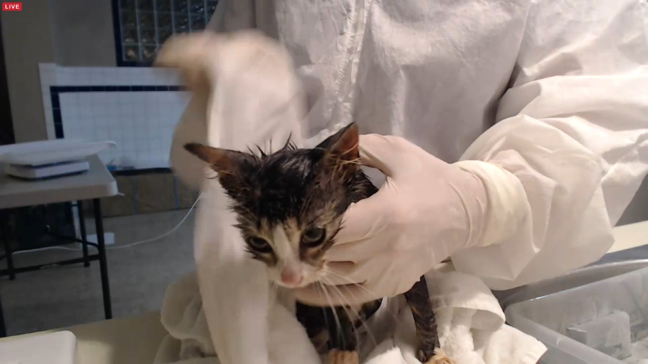 kitten 1 bath 2 2015-12-02