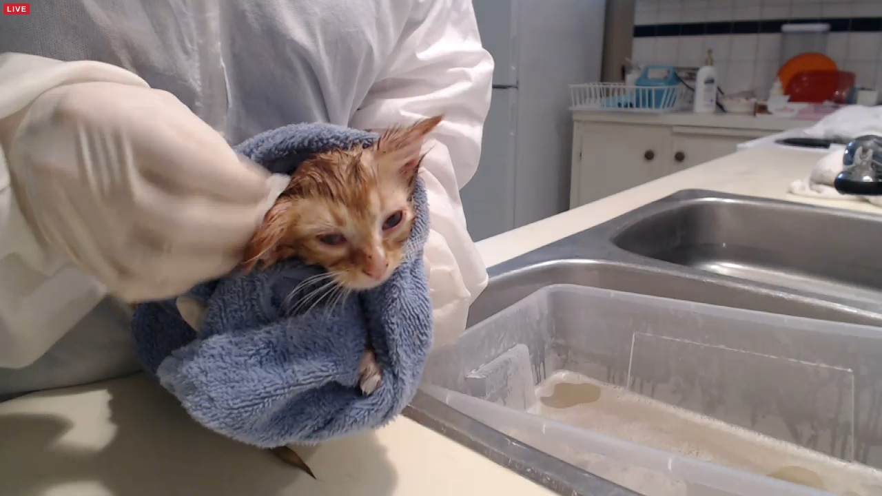 kitten 2 bath 2 2015-12-02