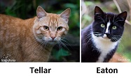 ferals currently being socialized at LAPS as of 2016-01-25