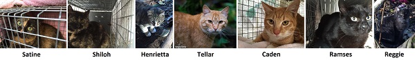 ferals trapped 2016-01-13
