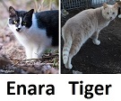 ferals currently recuperating at TKHQ 2016-02-18 - Enara and Tiger