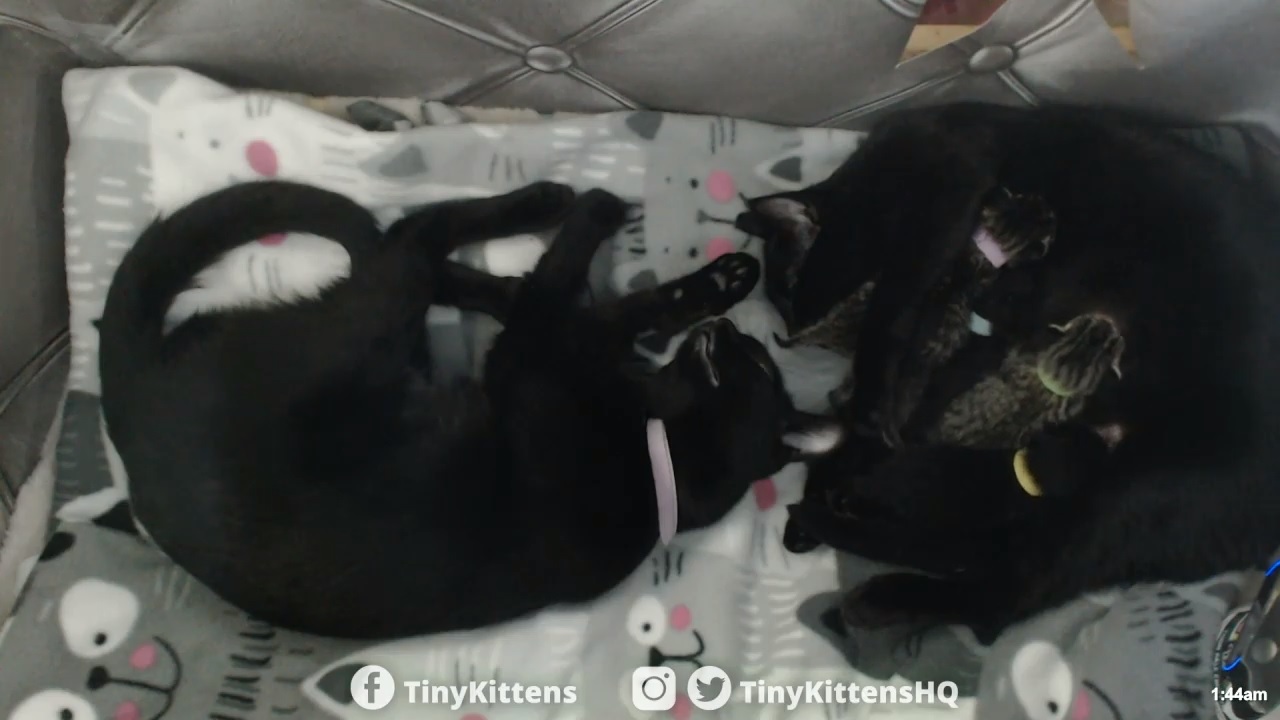 Lorelai with ALL of her babies 2019-01-09