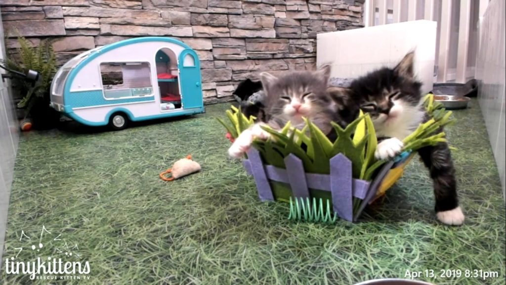 FLower kittens in a basket 2019-04-13